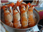 live langoustines